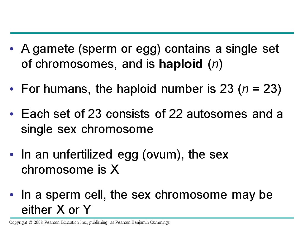 A gamete (sperm or egg) contains a single set of chromosomes, and is haploid